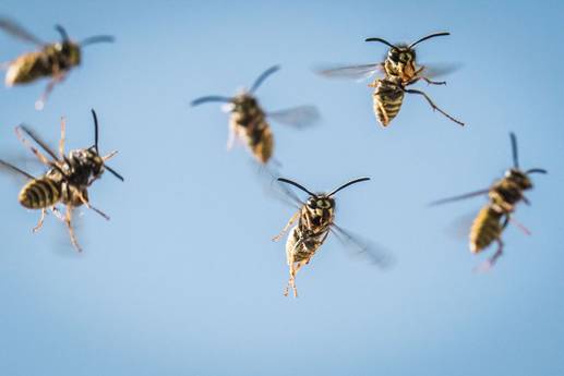 Even in September: Why do wasps always fly right into your face