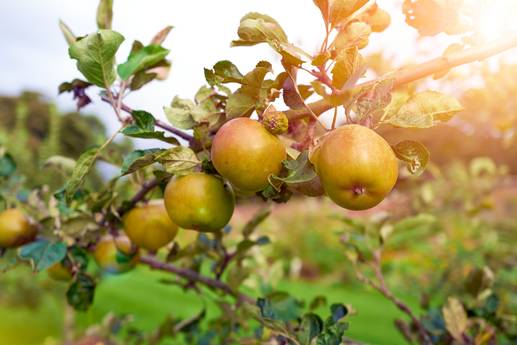 Popular in September: 4 things that show whether apples are ripe